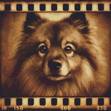 Keeshond Dog Echoes on Film