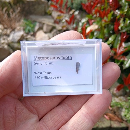 Fossil metoposarus tooth - fossil,