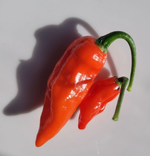 Devils rib chilli - 20,