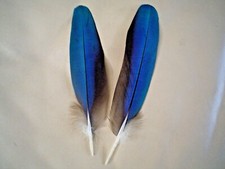 Pair macaw parrot - of, 8"