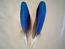 Pair of 8" Macaw parrot blue/gold feathers fly tying art craft 