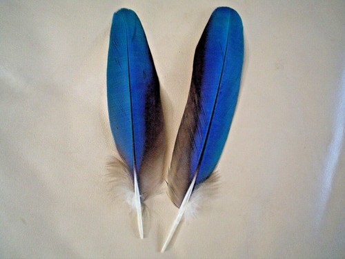 Pair macaw parrot - 8",