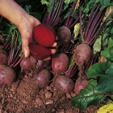 BEETROOT  BOLTARDY  500 FINEST SEEDS