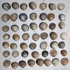 Spiney cockle shells - 50,