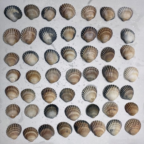 Spiney cockle shells - spiney,