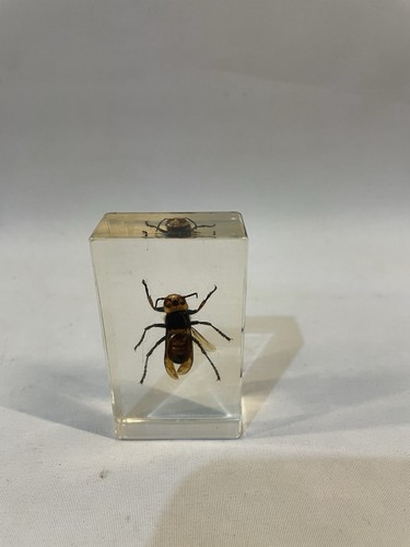 Encased insect specimen - encased, in
