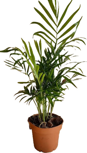Chamaedorea elegans parlor - 1x,