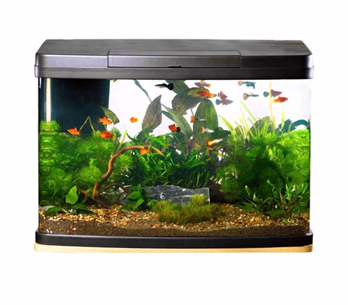 Love fish panorama litre - love,