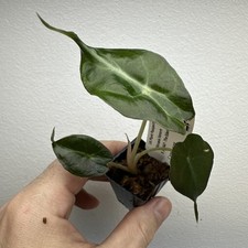Alocasia Venom - Very rare