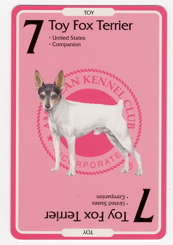 Toy fox terrier - toy,