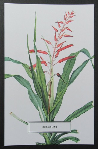 Bromeliad plant flowers poster - bromeliad,