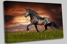 Black Friesian horse Canvas