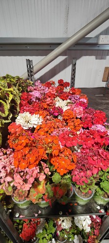 Geranium
