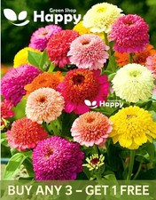 ZINNIA SCABIOSA FLOWERED - 180