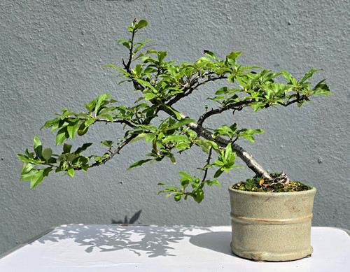 Mature pyracantha firethorn - pyracantha,