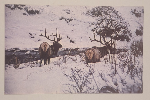 Elk yellowstone - elk,