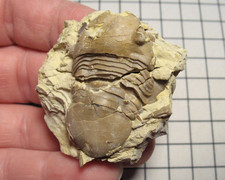 Ordovician Homotelus