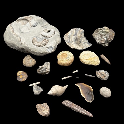 1kg british fossil mix - 1kg,