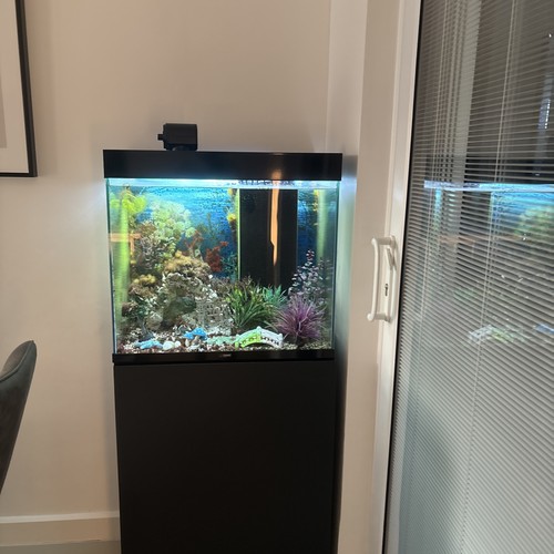Big fish tank - fish,