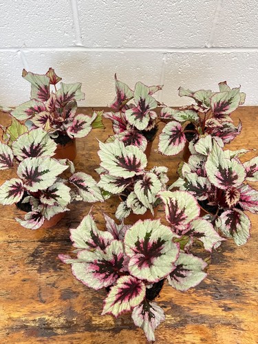 Begonia evening glow - ‘evening, glow’