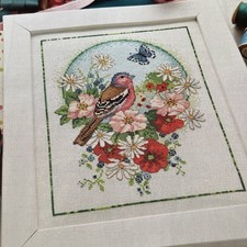 Chaffinch in summer bird