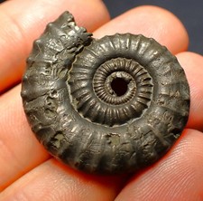 Large Crucilobiceras pyrite ammonite fossil (35 mm) Jurassic Coast Fossils UK