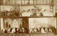 The Cats Wedding Loten’s