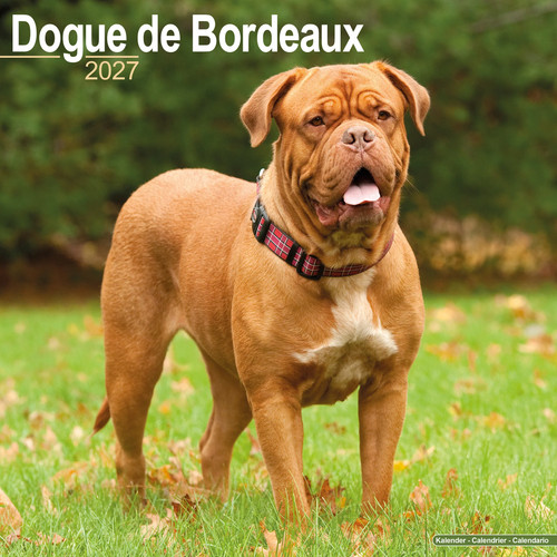 Dogue bordeaux 2027 - bordeaux,
