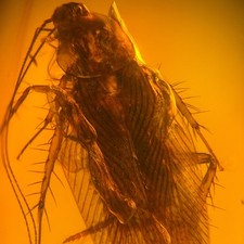DETAILED COCKROACH in Burmese / Burmite amber fossil / 100% genuine amber 