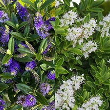 Hebe All Blooms Plant in 9cm Pot - Spring Summer Evergreen Garden Ready Shrub