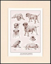 BORDER TERRIER DOGS IN VARIOUS