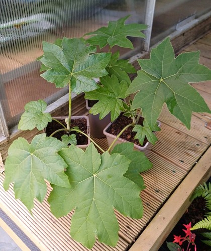 True rex form tetrapanax - form,