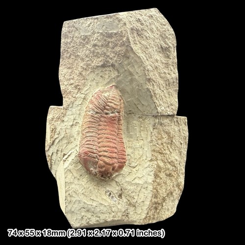 Rare dalmanitina socialis - rare,