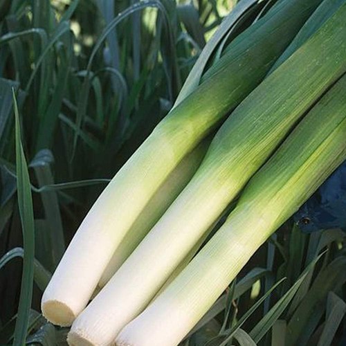 Leek seeds grow your own - your,