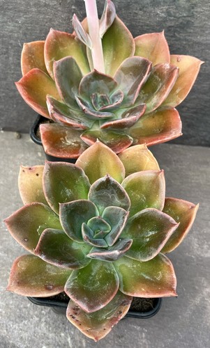 Large echeveria blue - 2x,