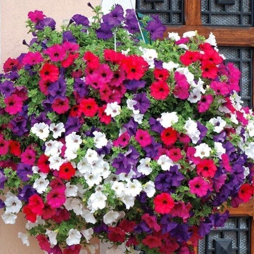 Petunia balcony mix trailing - balcony,