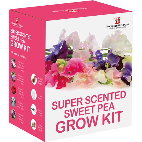 Sweet pea growing kit gift - pea,