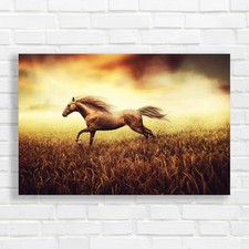 Majestic horse galloping - majestic,
