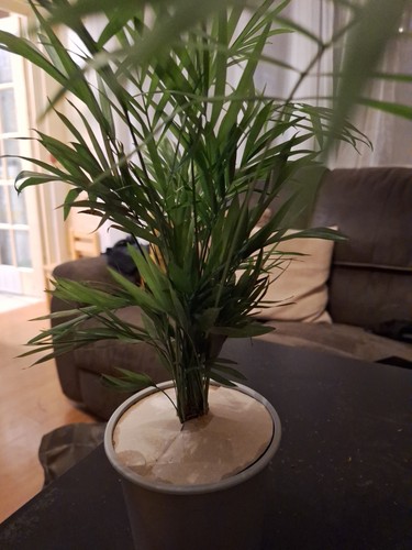 Palm chamaedorea elegans - palm,