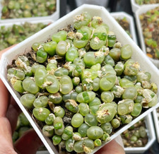 Green Maughanii - Rare