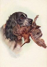 COCKER SPANIEL CHARMING DOG GREETINGS NOTE CARD BEAUTIFUL ROAN DOG AND BIRD