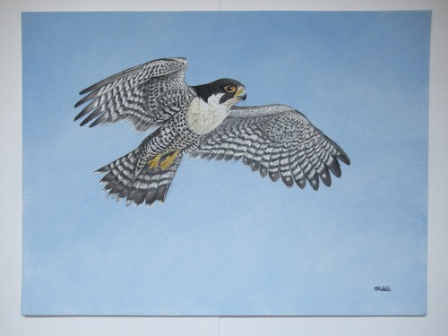 Peregrine falcon original - peregrine,