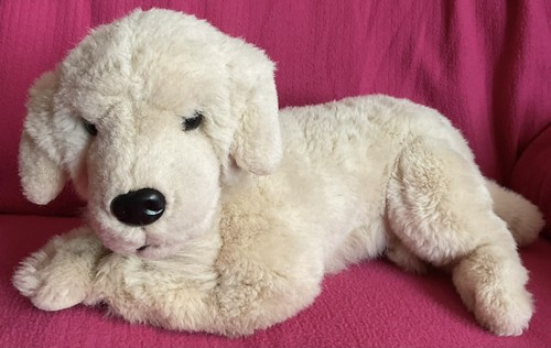 Golden yellow labrador - golden,