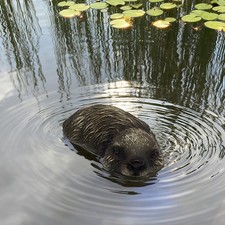 Pool Float Beaver Decoy