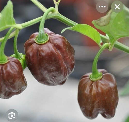 Chocolate chilli plant - chocolate,