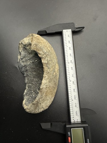 Giant whale ear bone - whale,