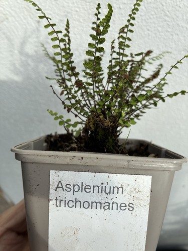 Asplenium trichomanes