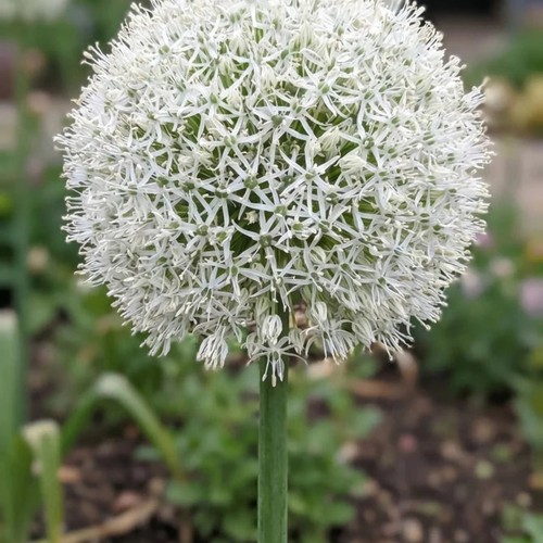 Allium mount everest bulbs - mount,