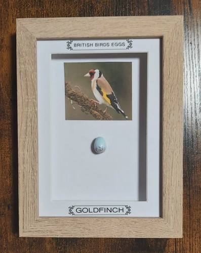 Framed british birds - british,