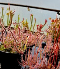 Drosera Binata (carnivorous sundew)